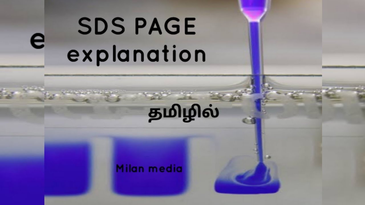 SDS PAGE | Gel electrophoresis | separation of protein | Tamil | Milan media