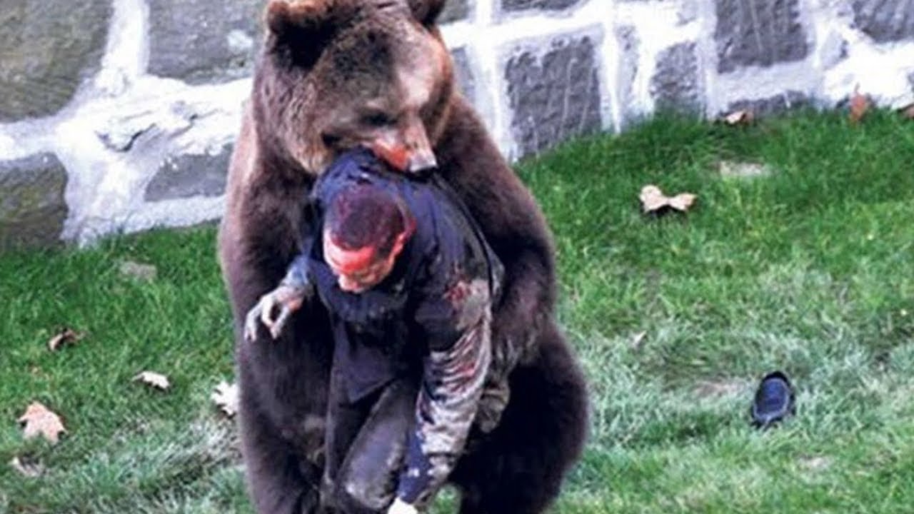 Yellowstone Park Ranger Faces Off With Grizzly That Mauled Hiker