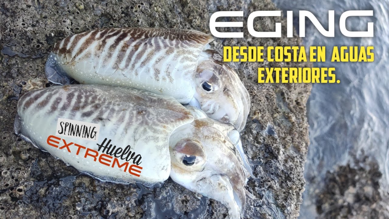 🦑Eging desde costa en aguas exteriores🐙🦑