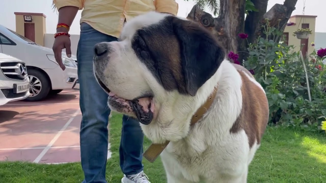 Should you own a Saint Bernard dog in India ?? Health issues & Diet ??