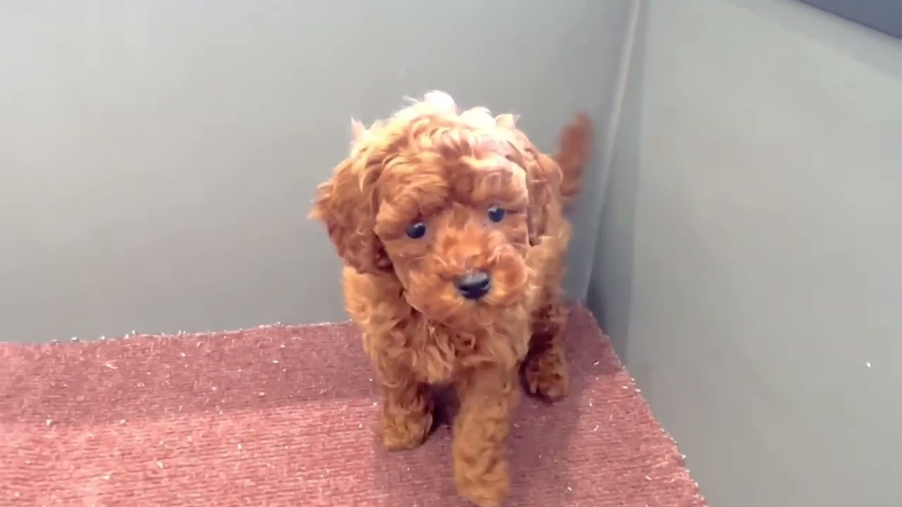 【犬の家＆猫の里春日井店】No.200382トイプーくん