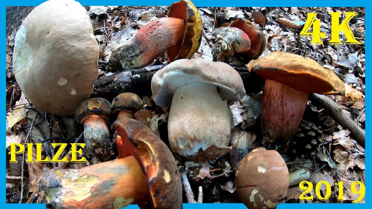Essbare Herbstpilze suchen, finden, sammeln - Flockenstielige Hexenröhrlinge, Steinpilze und mehr