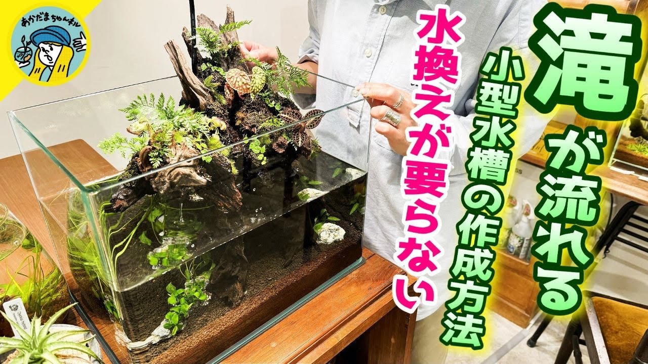 【アクアリウム】滝の流れる40センチレイアウト水槽（水換えが要らないシステムでメダカや熱帯植物を楽しむ！）