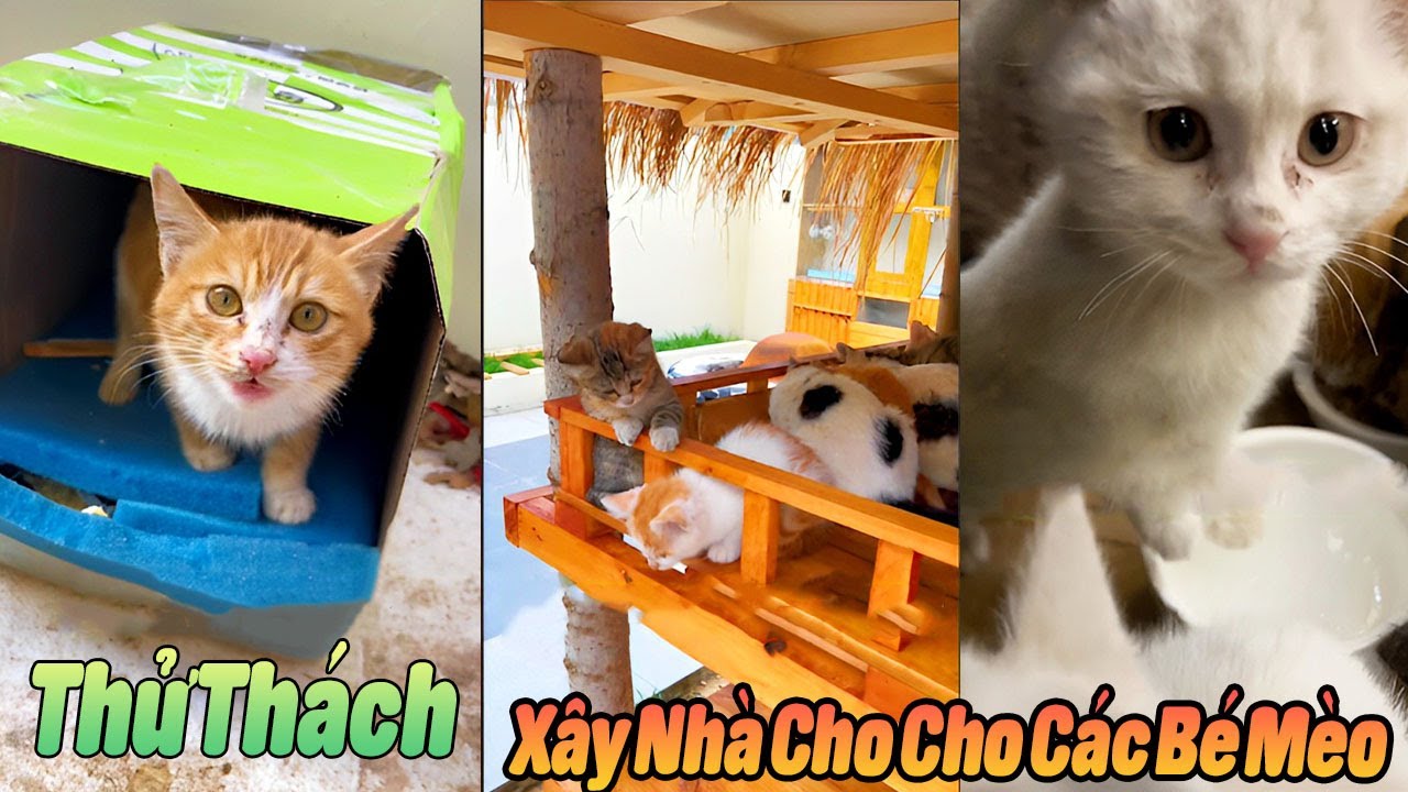 Thử Thách Xây Nhà Cho Các Bé Mèo Hoang #thúcưng #vậtnuôi #chómèohàihước #funny