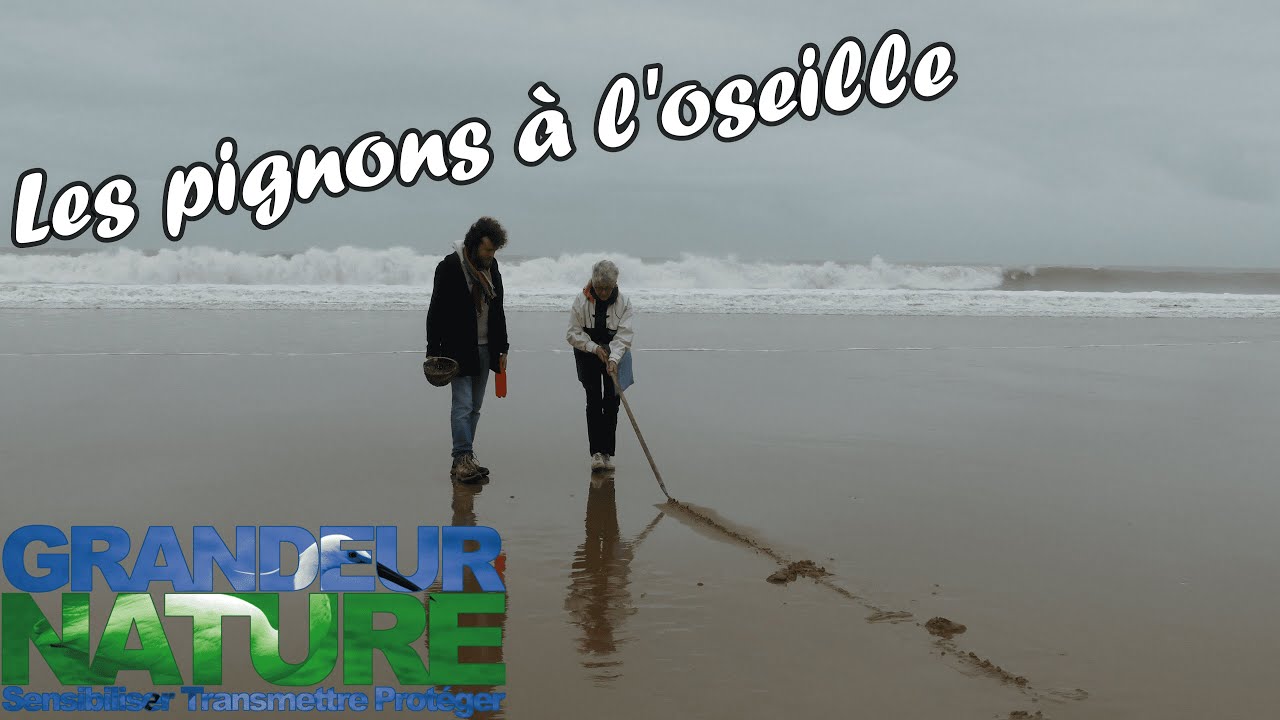 Les pignons à l'oseille.