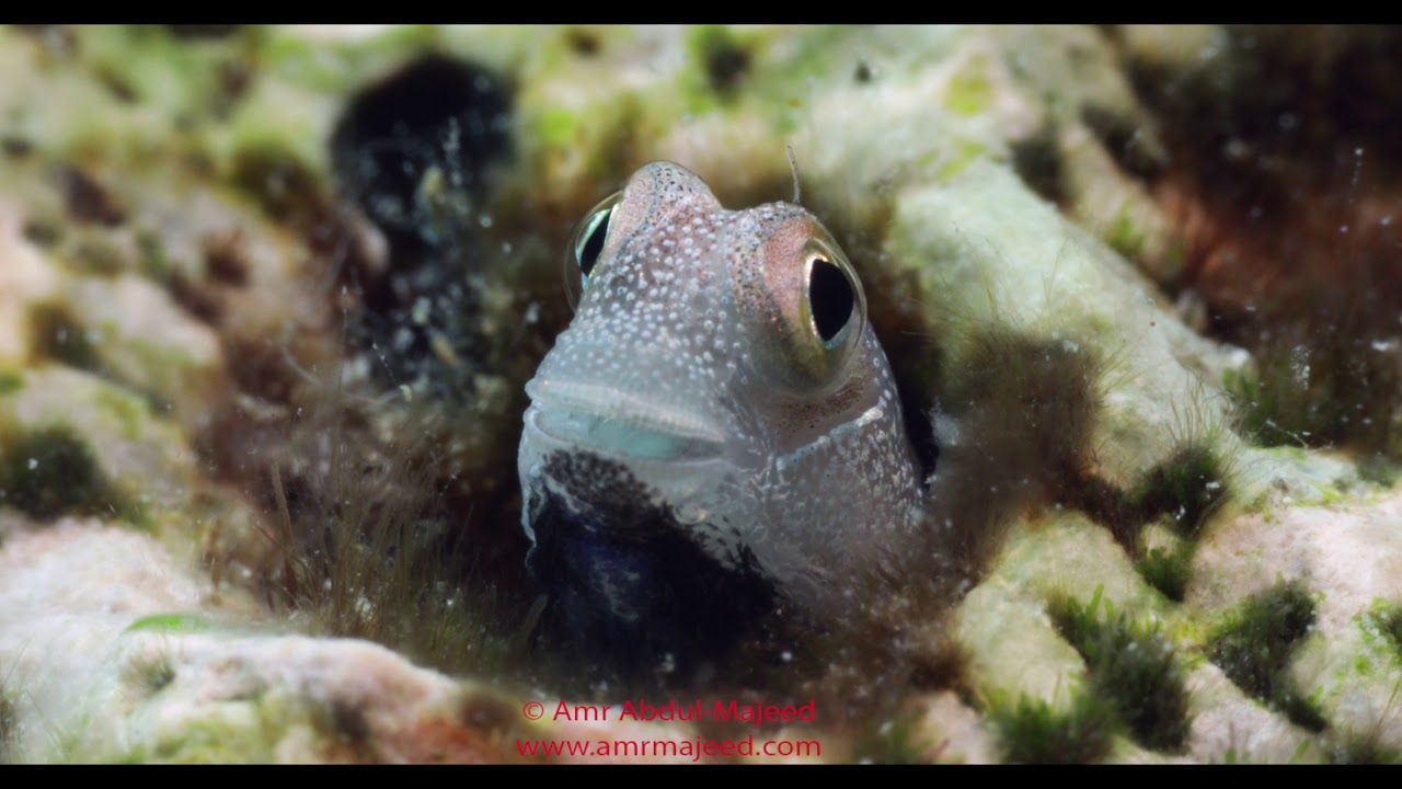 Canon 5DMK4 4K test