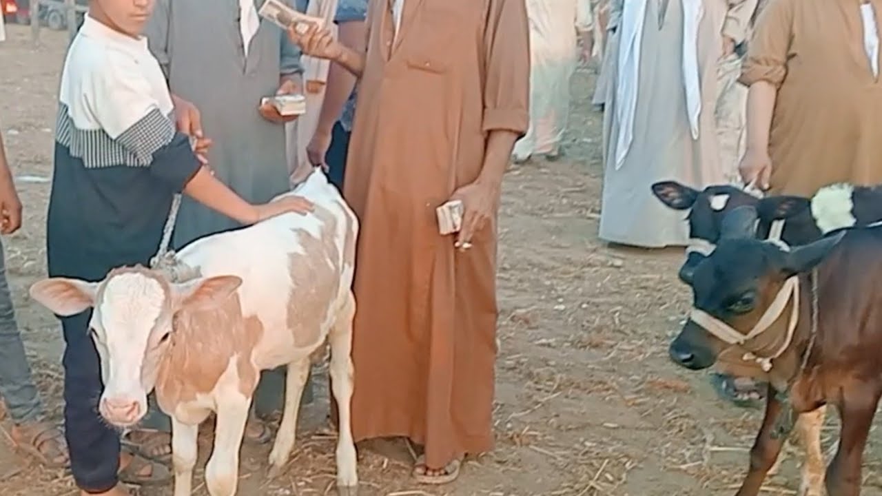 اسعار العجول البقري اللباني في سوق دمنهور العمومي للمواشي يوم 9/8/2025