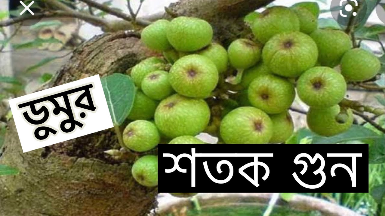 Dumur || ডুমুর || কোরানেও বলা আছে