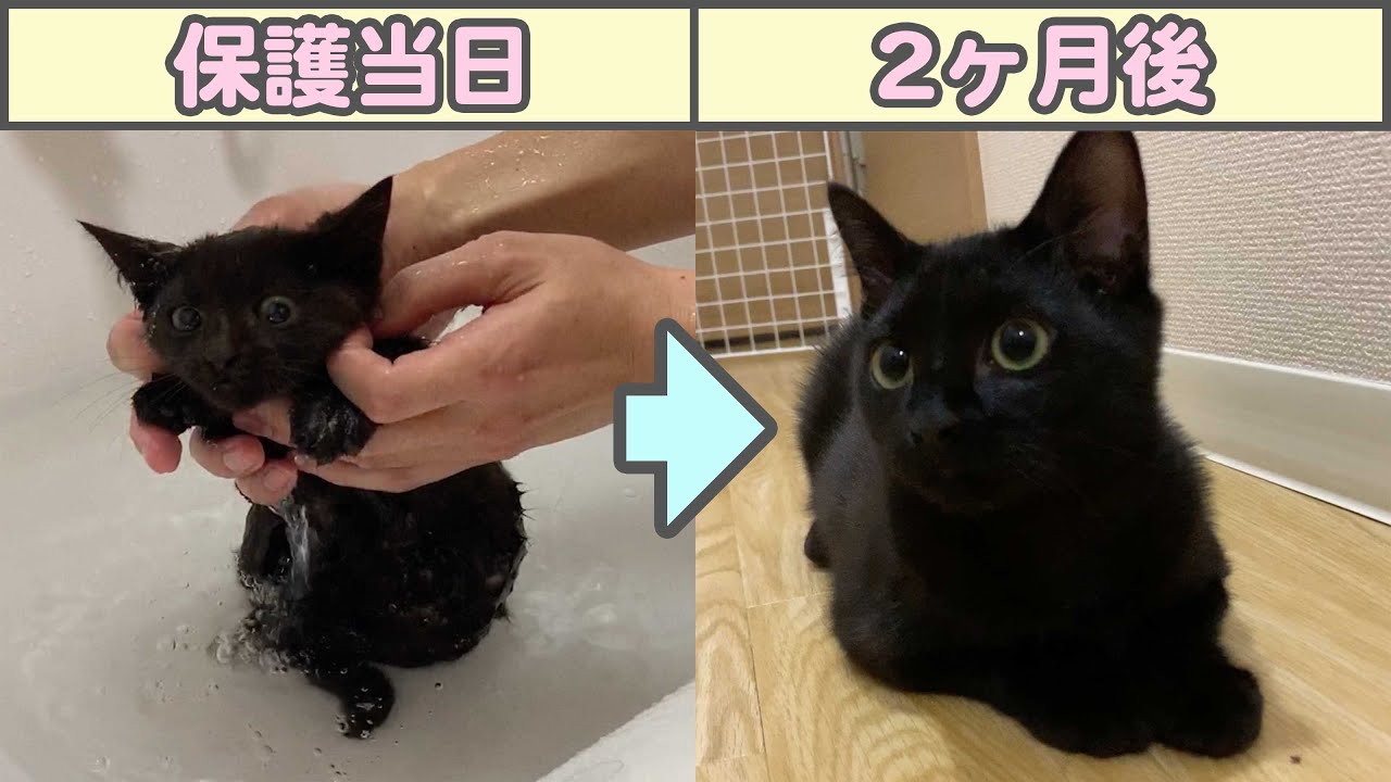 餓死寸前の捨て猫が、たった2ヶ月でふっくら美猫になるまでの全成長記録まとめ