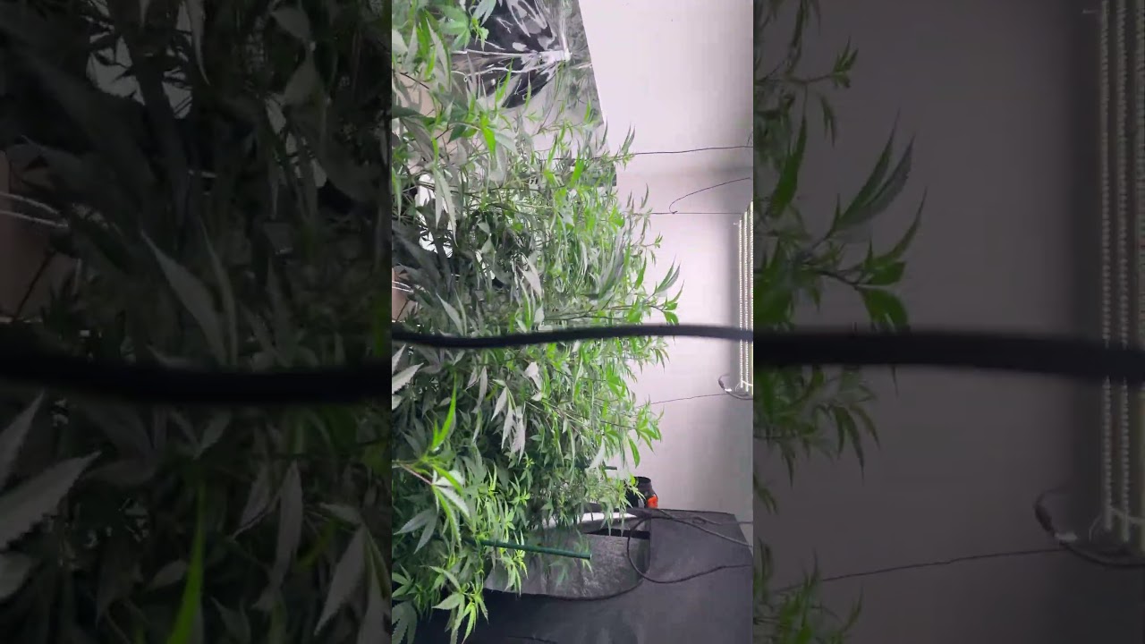 My flower room #CannabisCommunity #GrowYourOwn  #HomeGrow #420Growers