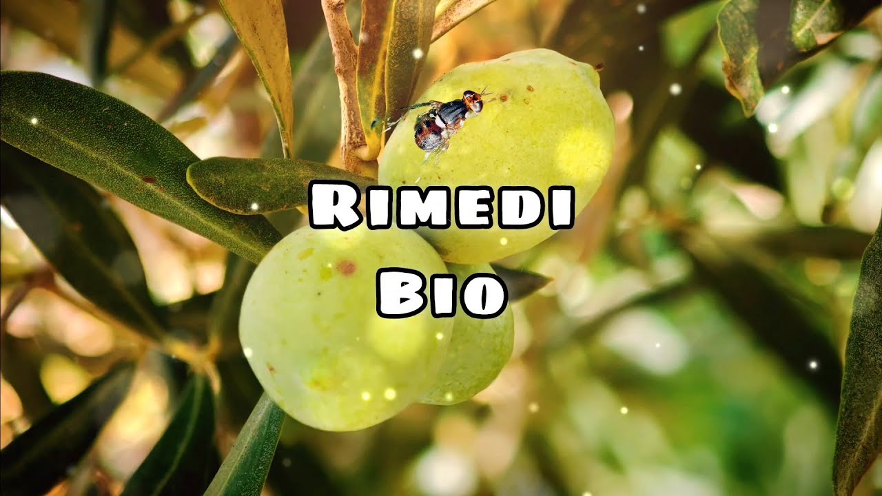 Trattamenti Biologici per la Mosca dell' Olivo Rimedi con sostanze naturali Preventivo e Curativo