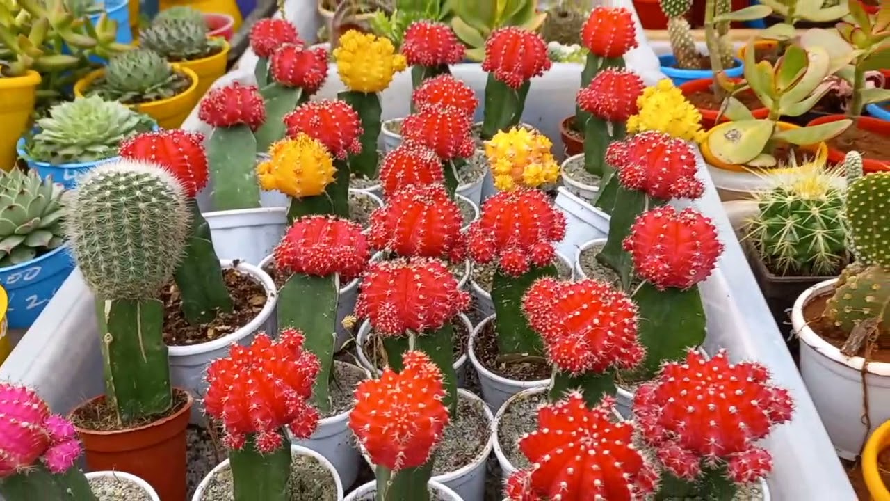 At Lalbagh plant nursery