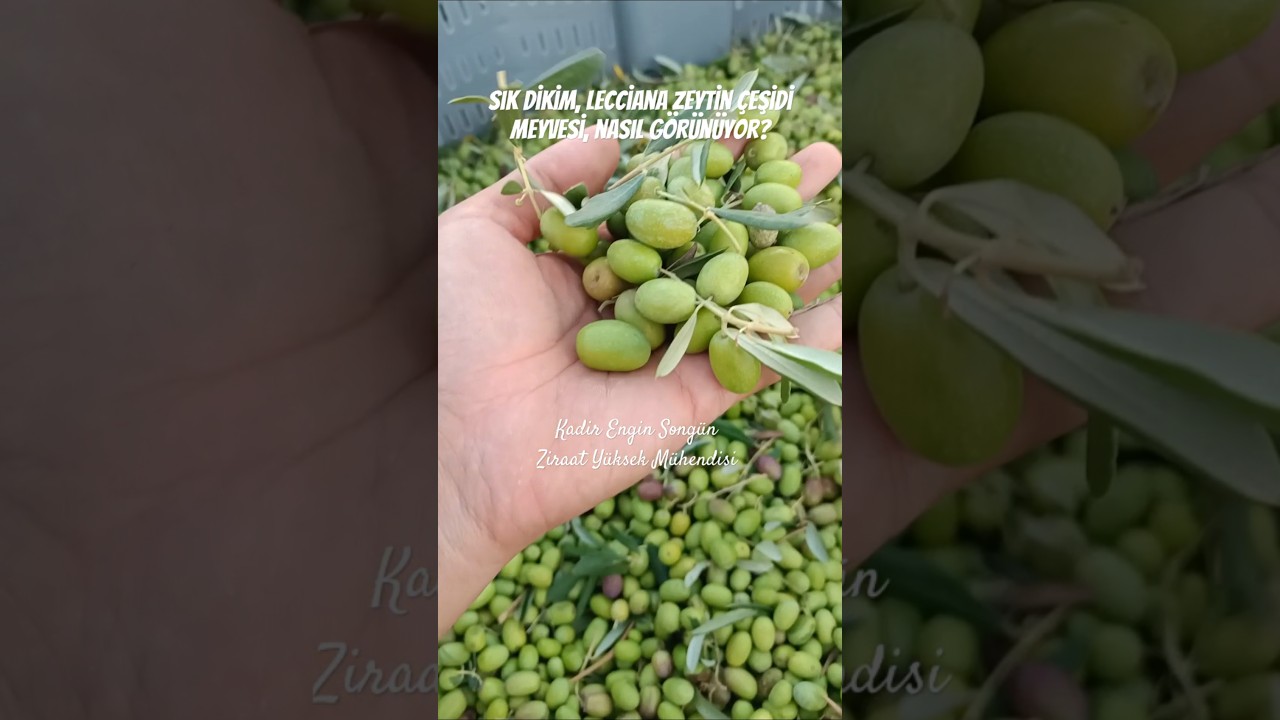 Lecciana Zeytin &Ccedil;eşidi #zeytin #zeytinyağı #olive #oliveoil #lecciana @onlineziraatmuhendisi
