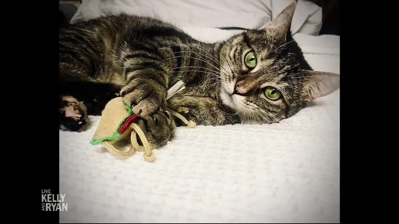 Ricky Gervais Celebrated His First Anniversary With His Cat Pickle