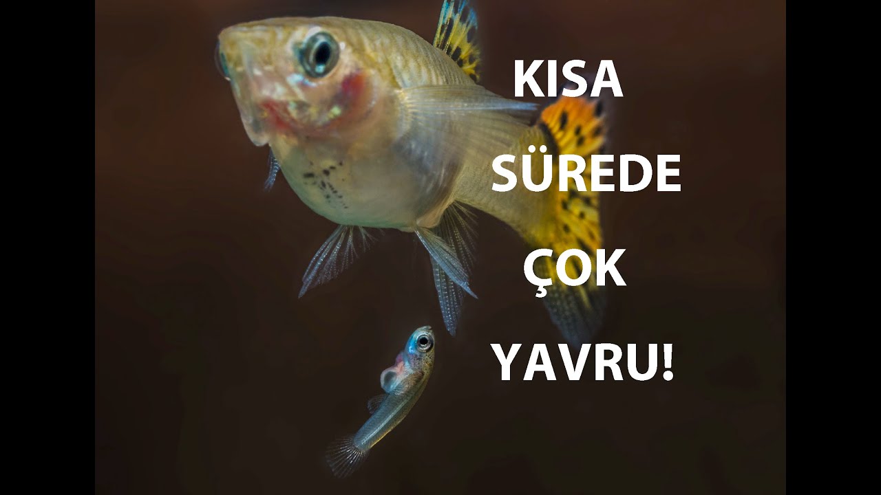 LEPİSTES ÜRETİMİ - KISA SÜREDE FAZLA YAVRU!