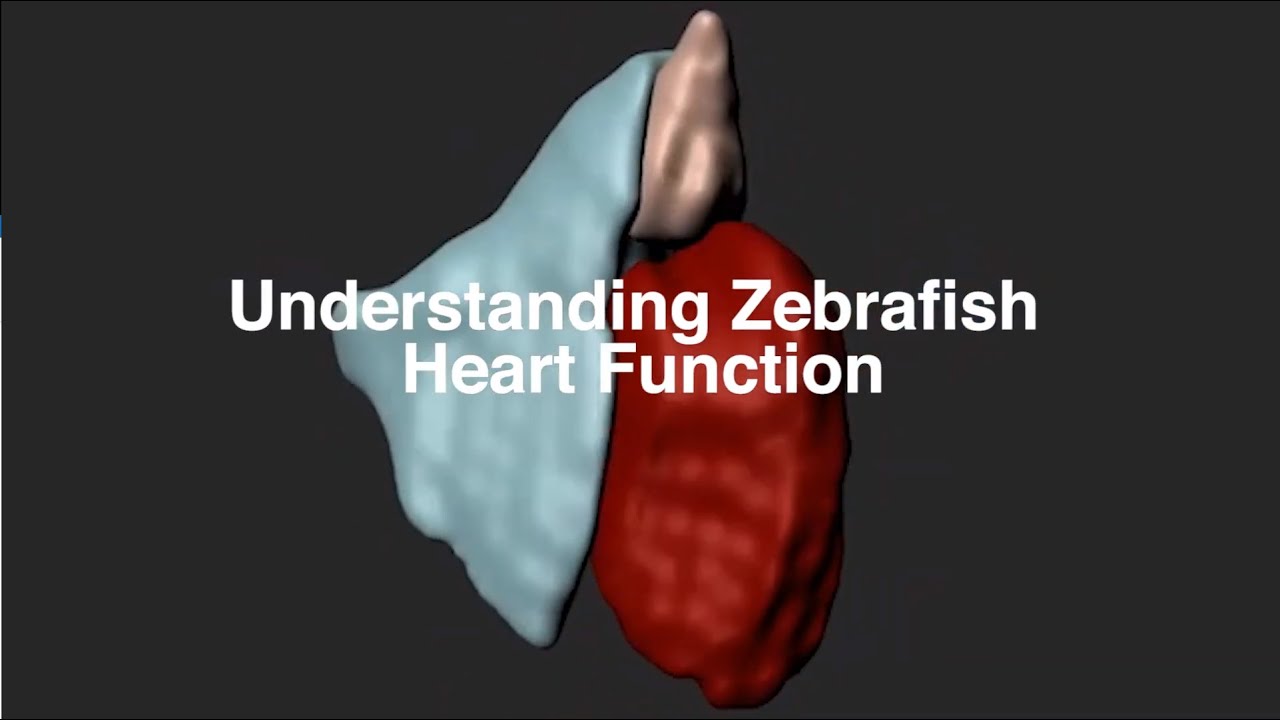 Understanding Zebrafish Heart Function - Understand the Development of the Human Hearth