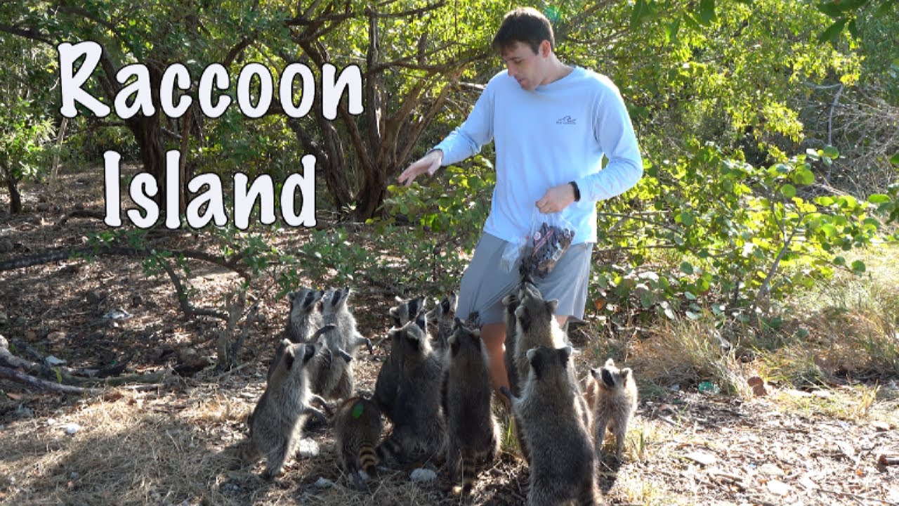 Raccoon Island with Twin Currents