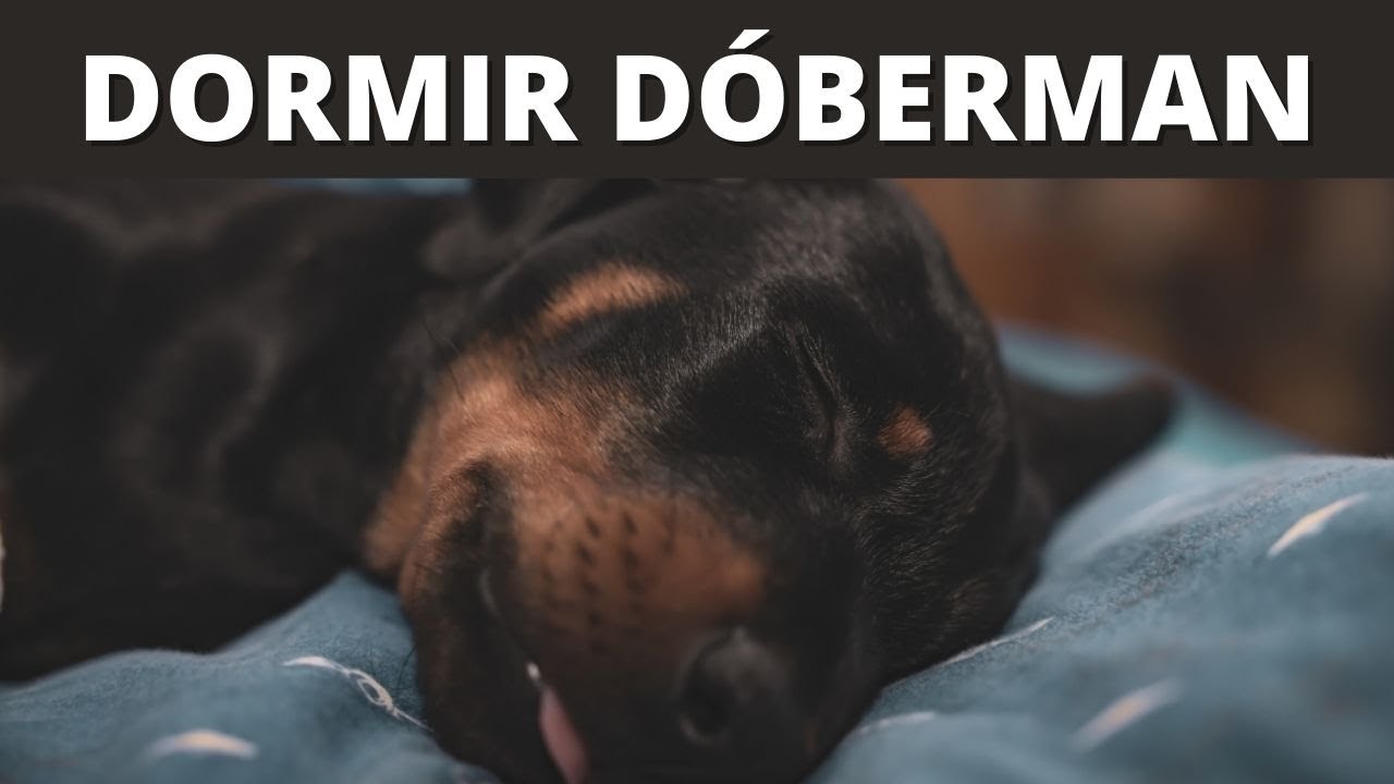 MÚSICA PARA DORMIR DÓBERMAN  | SIN ANUNCIOS Y FUNCIONA ✅ 💤