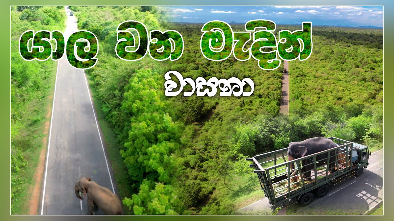වාසනා මාලිගාවිල යන  ගමන් යාල වන මැදදි සිදු වූ දේ #kataragamawasana