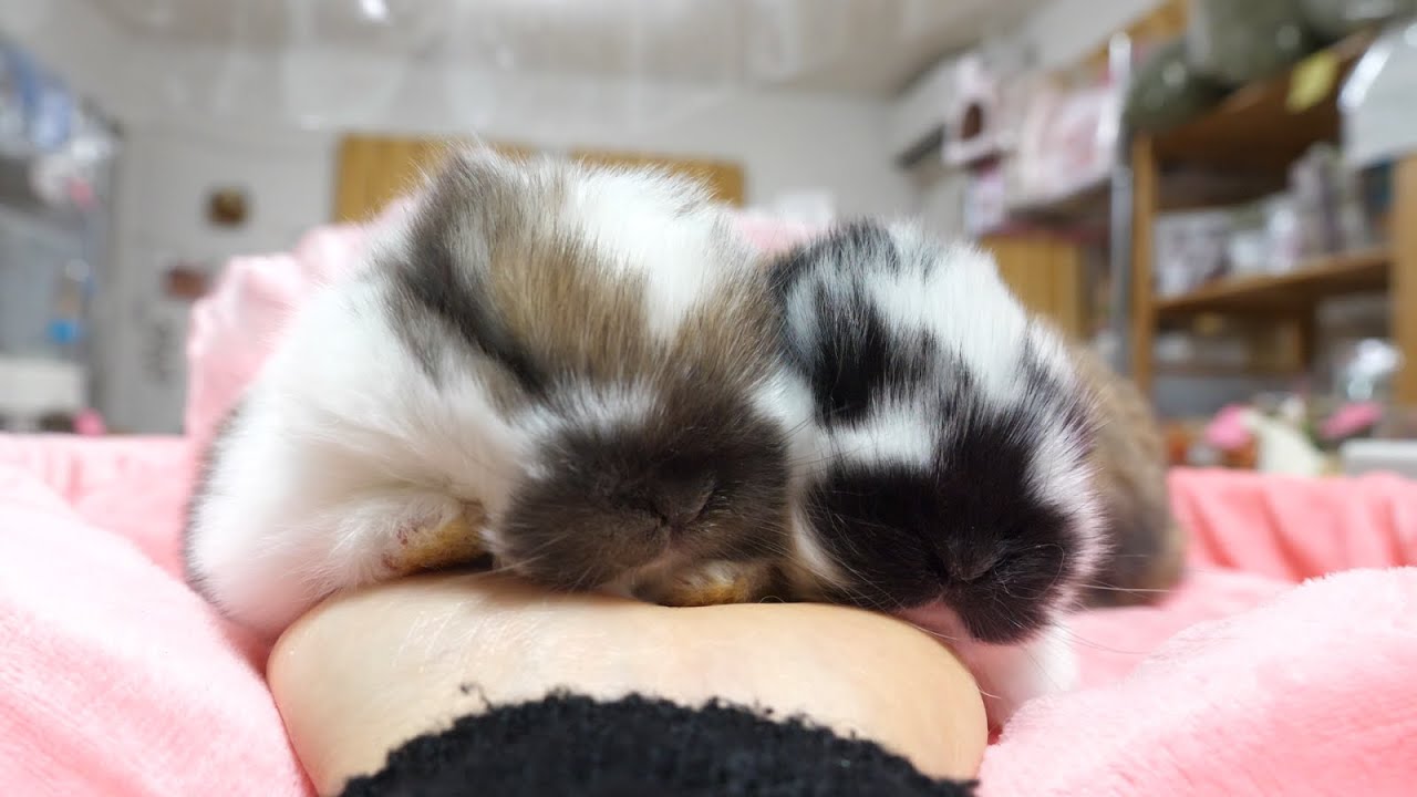 手に乗せると数秒で眠ってしまう牛柄赤ちゃんうさぎ【ホーランドロップ】