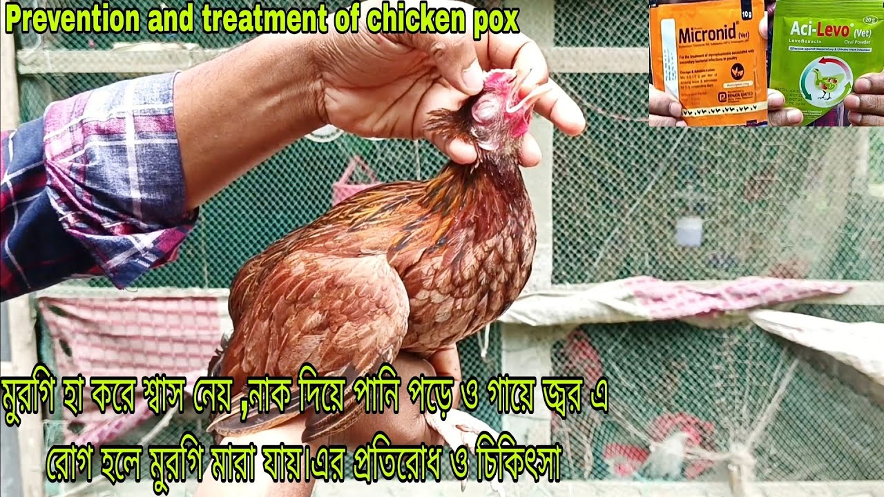 মুরগি হা করে শ্বাস নেয় এর প্রতিরোধ ও চিকিৎসা  Prevention and treatment of chicken pox   poultry