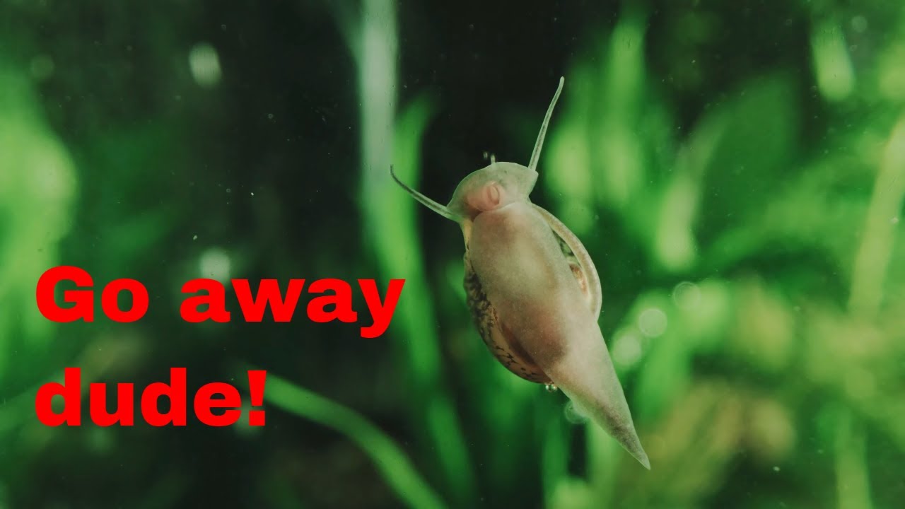 How i get rid of pest snails? (in my freshwater aquarium aquascape)