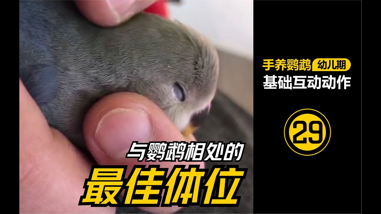 与鹦鹉相处的最佳体位【#29】手养鹦鹉【幼儿期】必学基本互动动作 | 鹦鹉饲养 |  鹦鹉训练 |