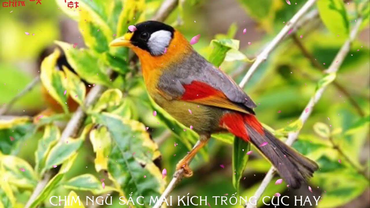 CHIM NGŨ SẮC MÁI HÓT MỒI KÍCH TRỐNG CỰC HAY
