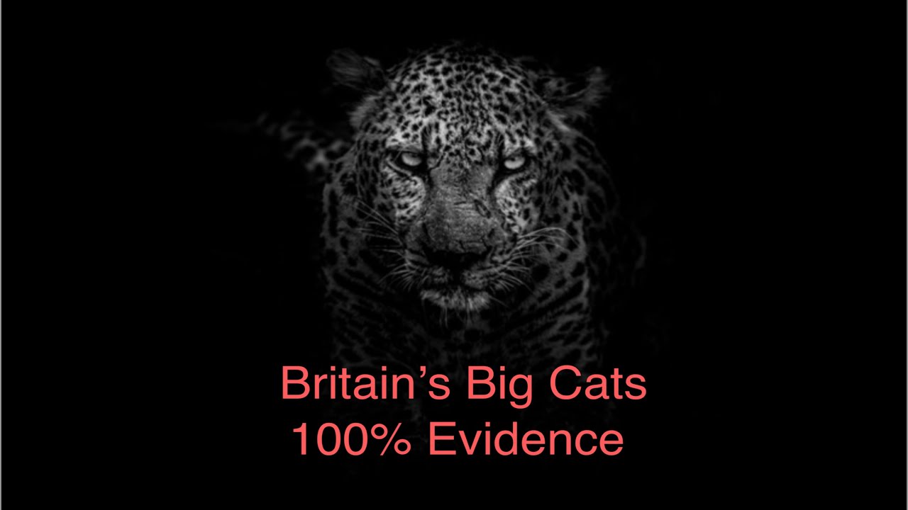 Britain’s Big Cats 100% Evidence