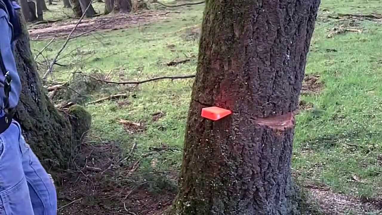 Bore Cutting a Leaning Fir
