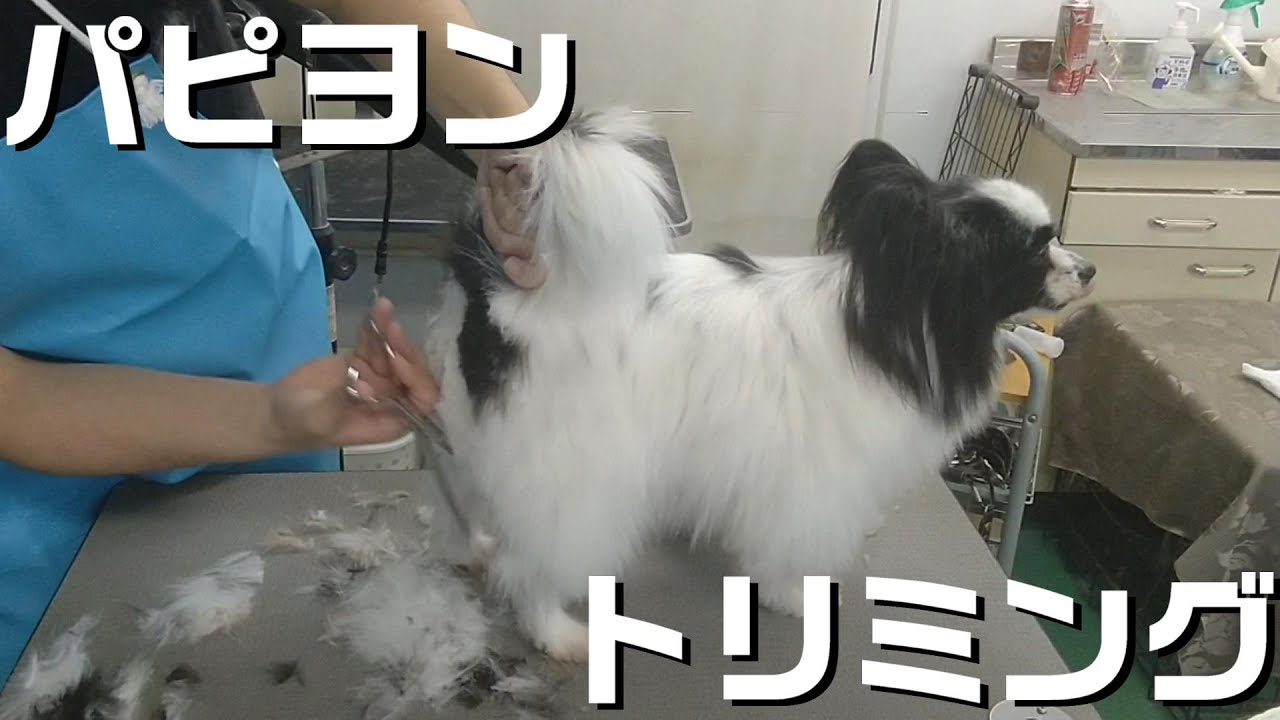 【トリミング】５倍速でわかる！パピヨンのトリミング【１３１時間目】　|　(5Xspeed)Trimming for Papillon