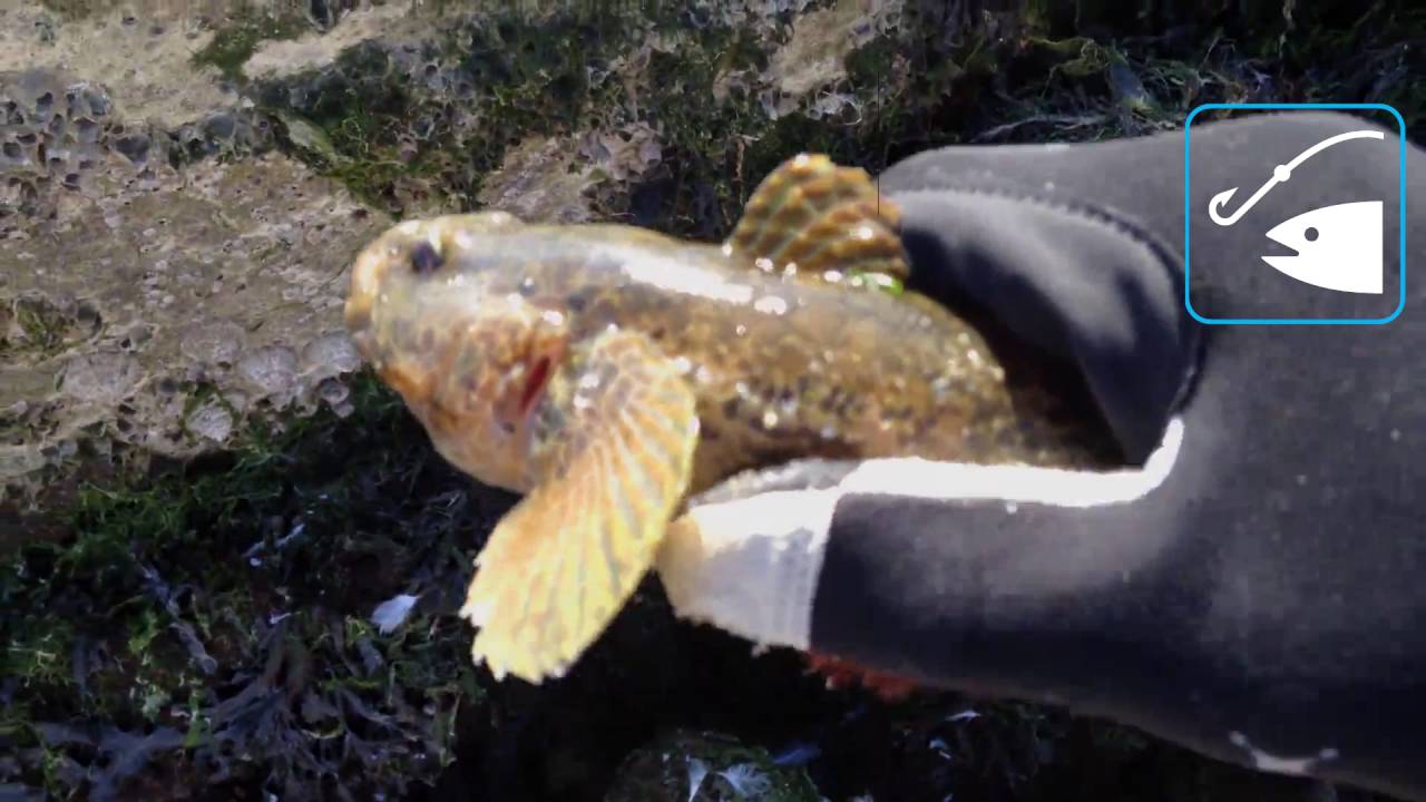 Session P&ecirc;che en Rockfishing - UL - Masta Gobie #1