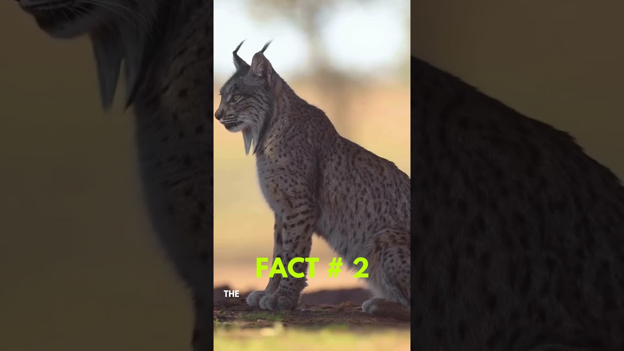 4 Mind Blowing Lynx Facts You Never Knew