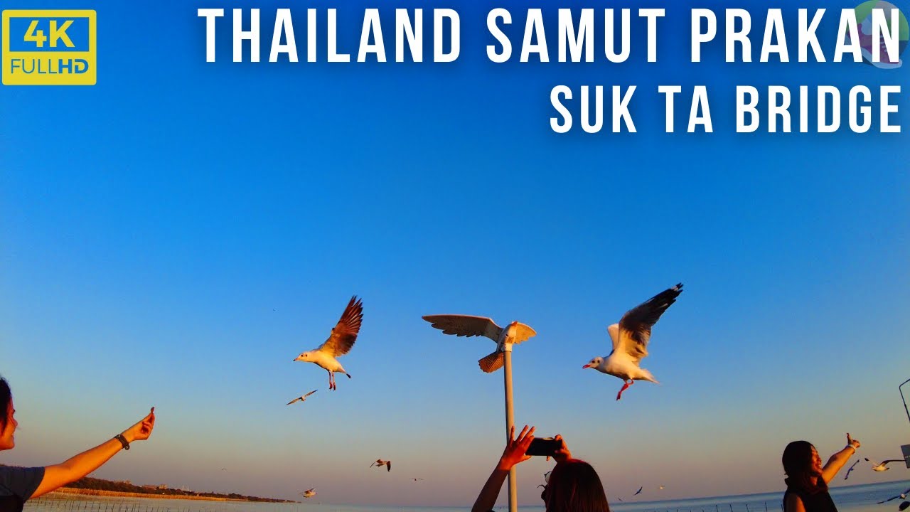 【🇹🇭4K】Lovely SEAGULLS and SUNSET in SUK TA BRIDGE, SAMUT PRAKAN |曼谷周边看海鸥和夕阳的好去处| January 2022