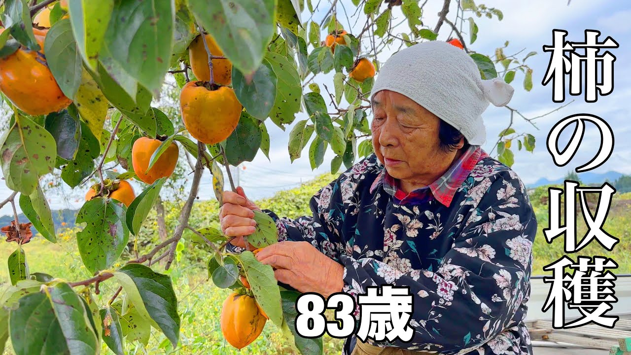 【密着】干し柿用の柿を収穫する83歳おばあちゃん