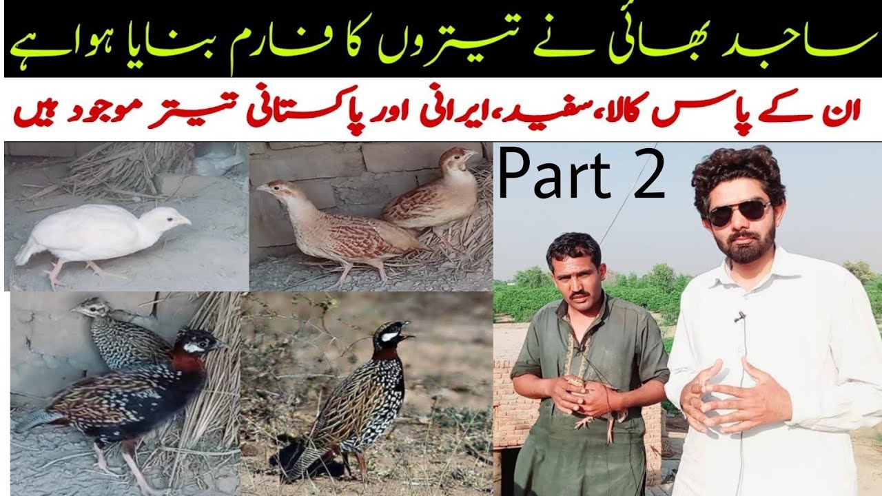 teeter farming in Pakistan | Kala teeter | Irani teeter | white teeter | RamPuri pigeon | kabootar