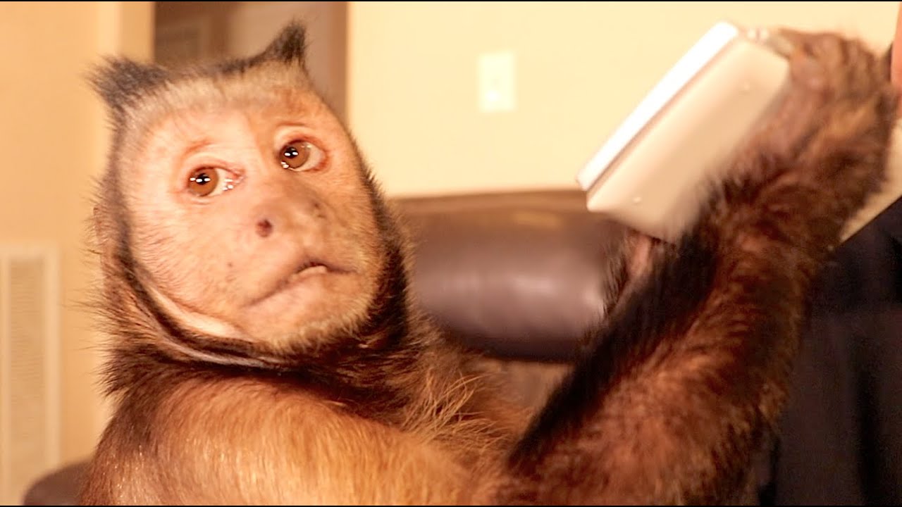 Субботнее веселье в стиле Capuchin MonkeyBoo!