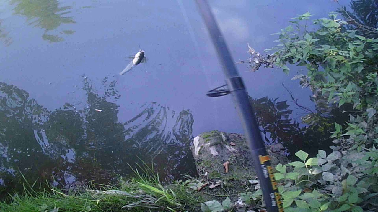 Pesca a spinning fiume Mella (C&R)