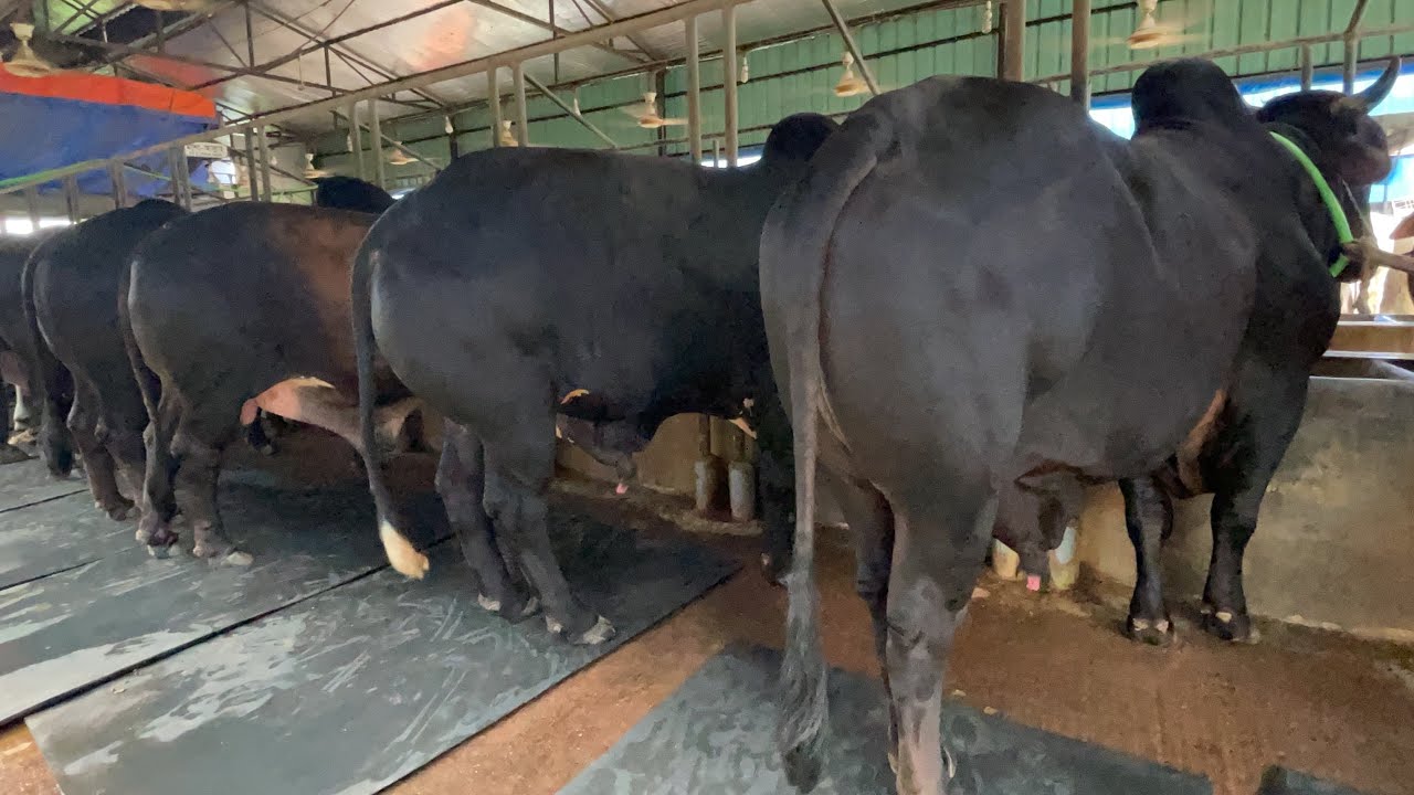 Black Shahiwal Bulls Collection | Exclusive 2021 | Fit and Fresh Agro | The Home of Goru Lovers