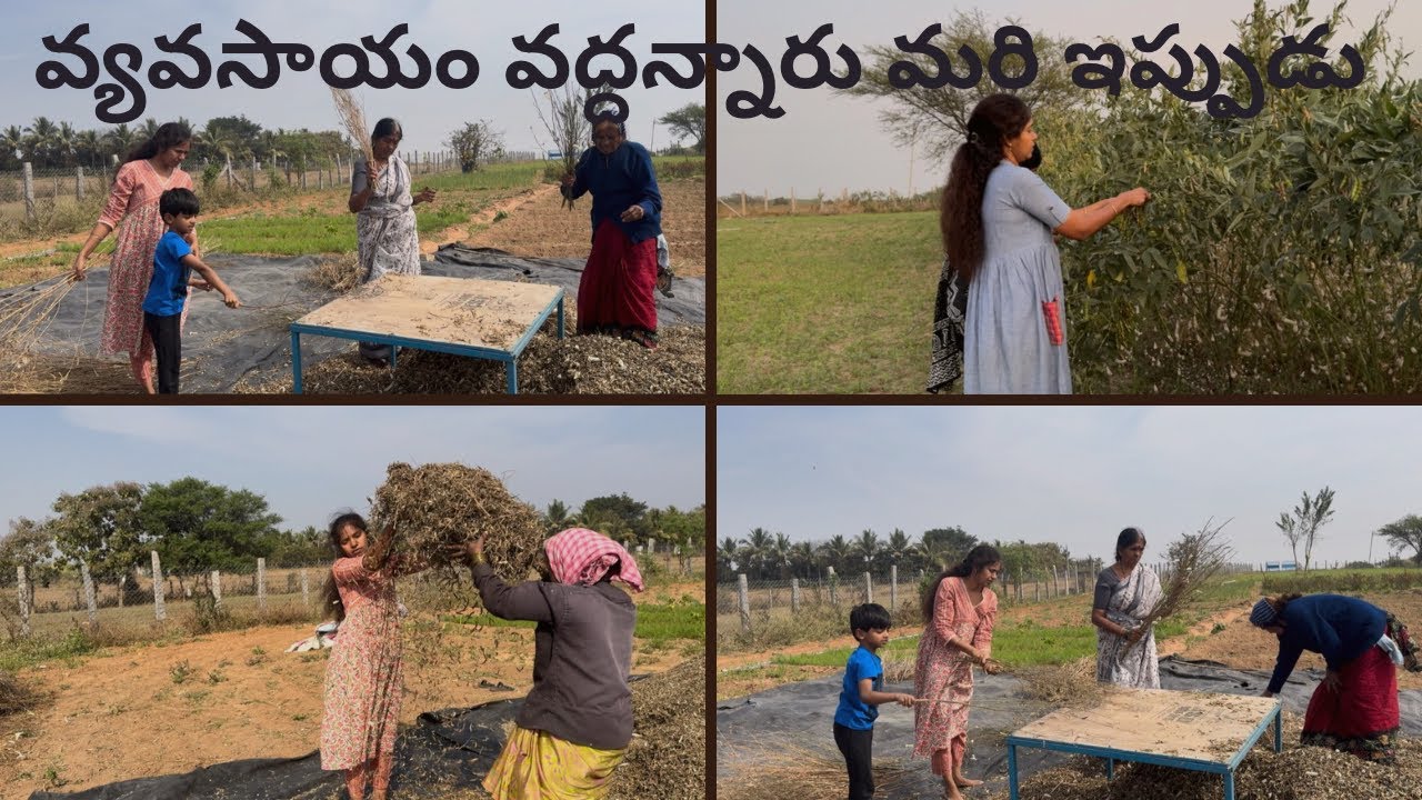 వ్యవసాయం వద్దన్నారు మరి ఇప్పుడు?అందరం కలిసి కందులు తీసాం ॥madhuvanam ||natural farming 