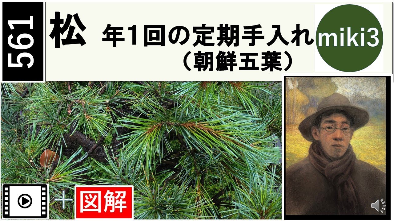 561 朝鮮五葉の剪定法。これは黒松や赤松の参考になります。How to prune 'Tyosen-goyo ' （Korean five leaves pine）. miki3