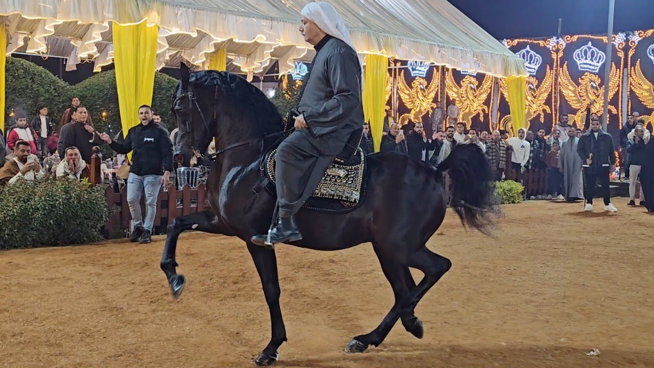 رقص خيل المعلم كرم سرحان و مستر هارلي حفلة محمد كمال 2026