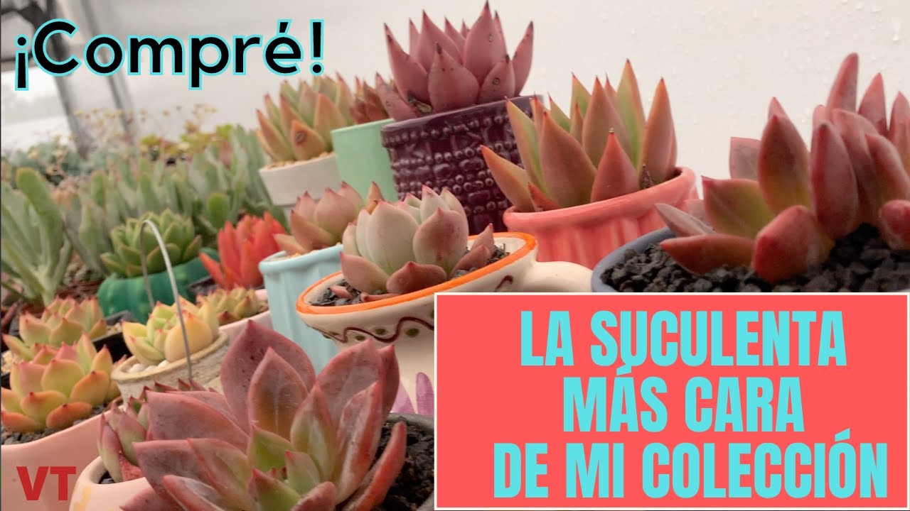 La Echeveria más cara que he comprado, ahora en mi colección de agavoides.