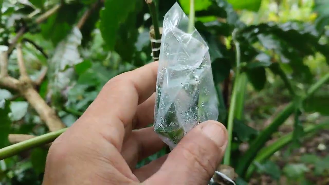 RATA-RATA TERDIRI DARI LEBIH DARI SATU SAMBUNGAN DISETIAP BATANG KOPI