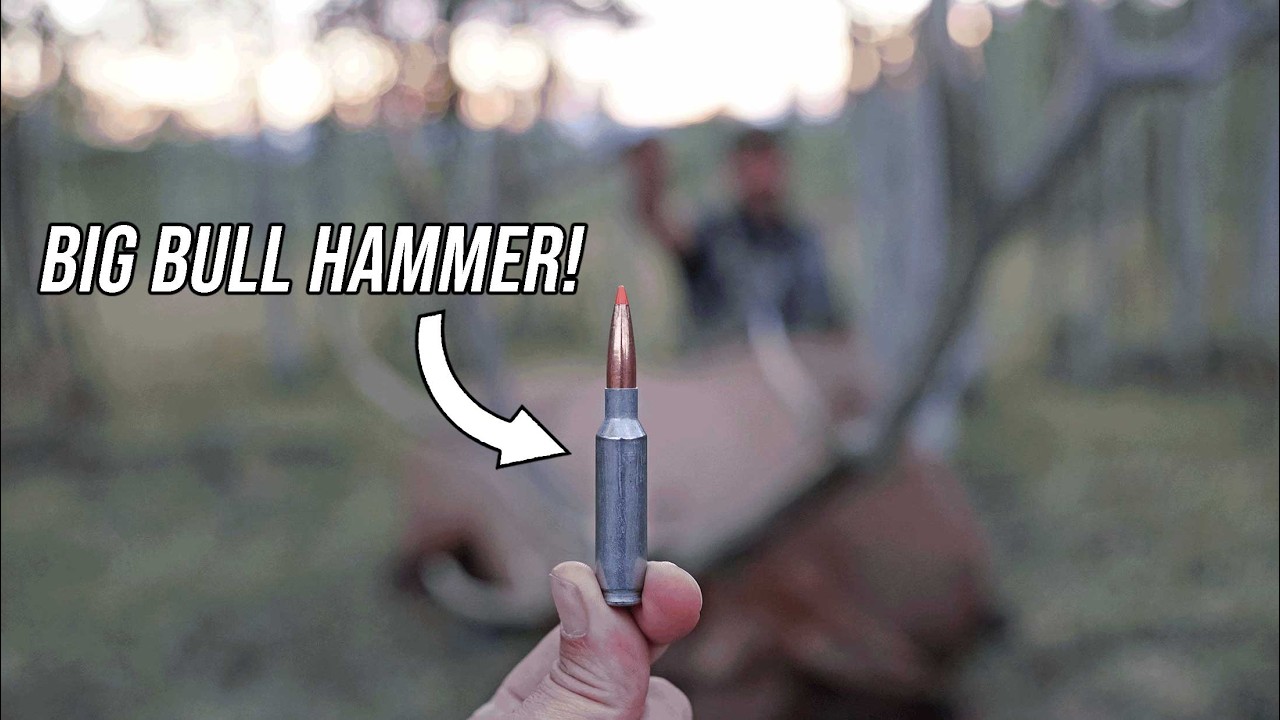Я добыл первого лося с помощью новых патронов Federal 6.5 Creedmoor Plus Peak