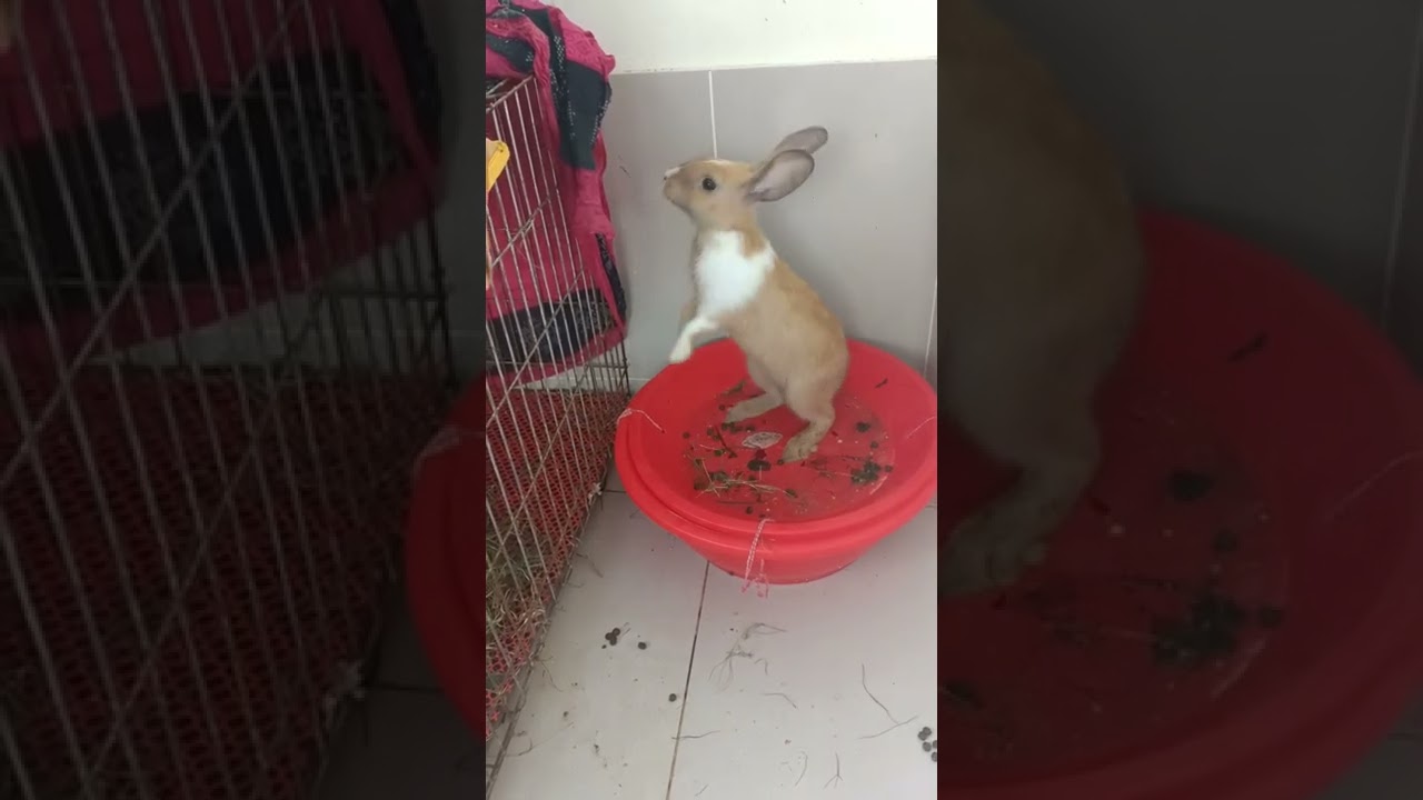 #d43 so funny rabbit #shorts
