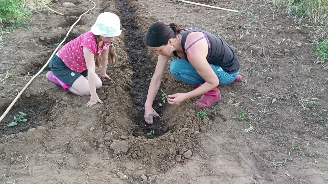 12.  Сицилия. Хутор. Сад тёти Зины около дома на море. Наш огород.  Поливать грядки больше не нужно.