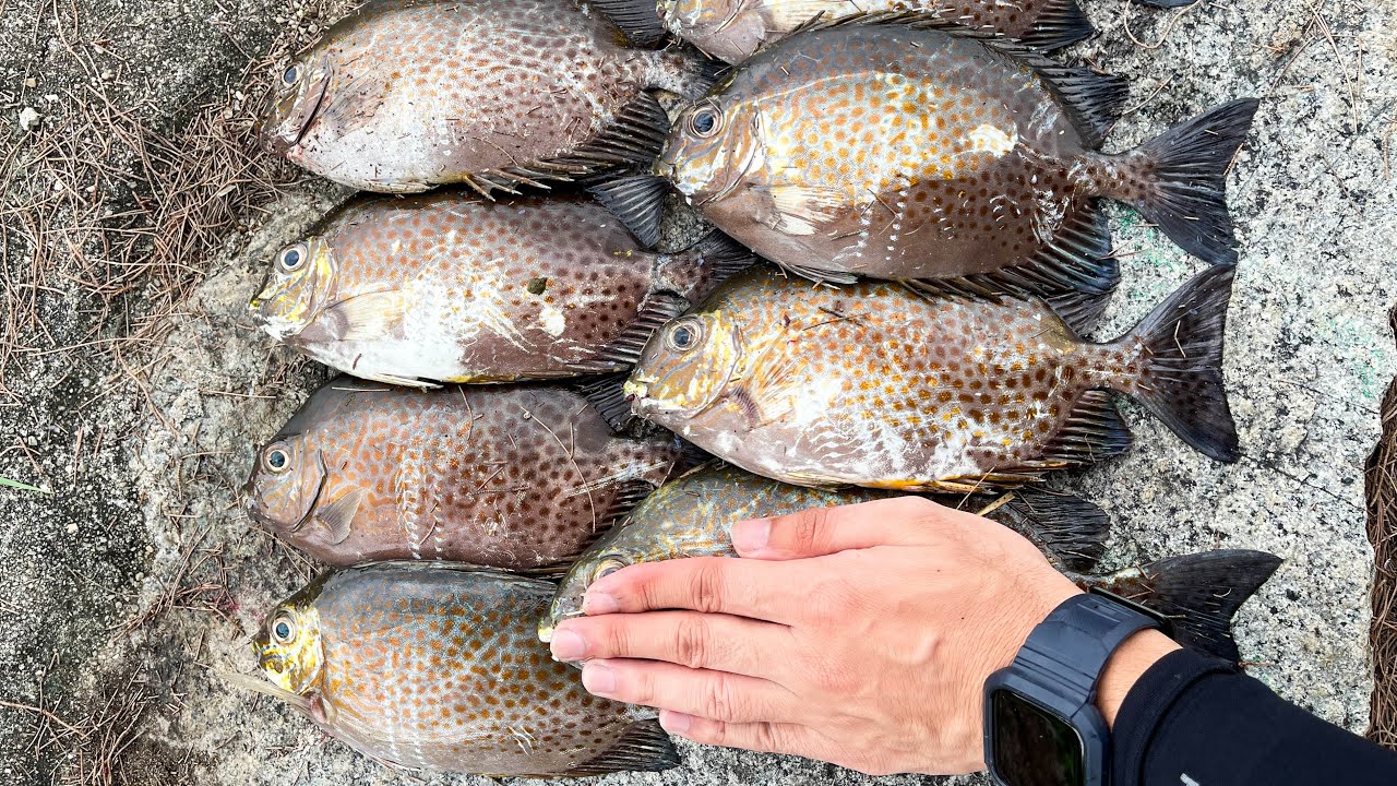 Rabbitfish Fishing Frenzy at Changi Bay Point