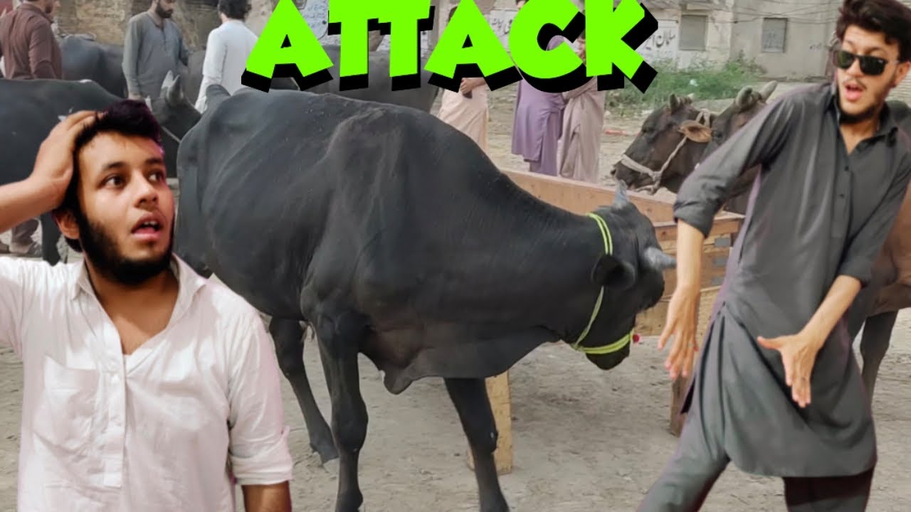 ATTACK 🥵 | YAHYA KO MARR DIA COW NAY 😂 | AK BELL BI LIYA ALLAHMDULLILAH 💸😎