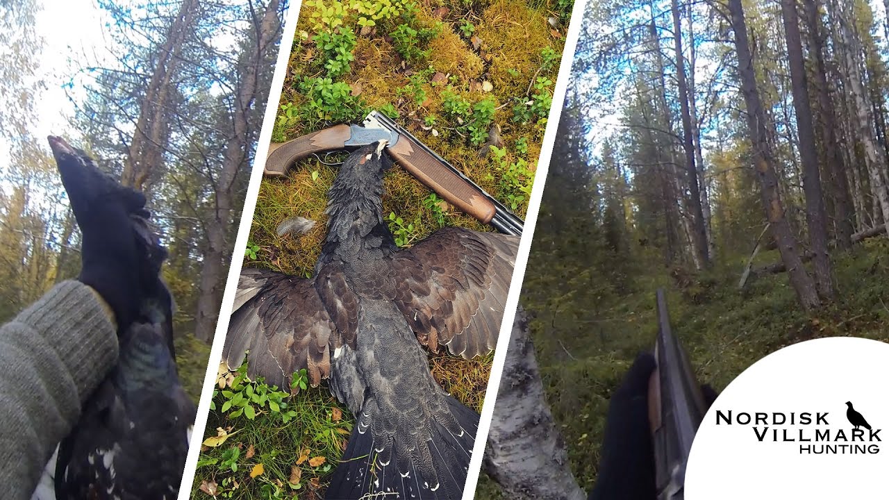 Tiur felt i tett skog! (Skogsfugljakt) // Capercaillie shot in dense forest! [HD]